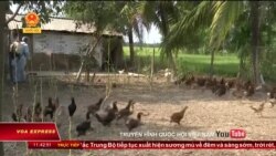 Cúm gia cầm H5N1 xuất hiện ở Hà Nam